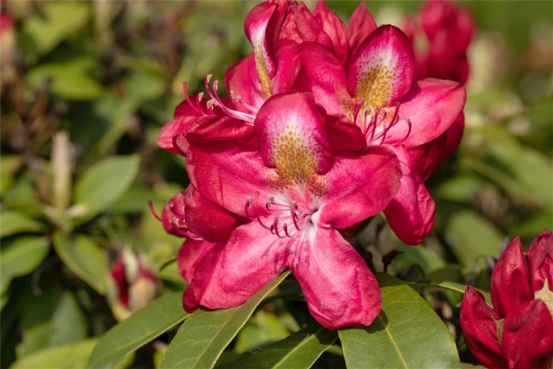  Rhododendron-Hybride „Junifeuer“
