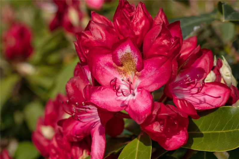  Rhododendron-Hybride „Junifeuer“