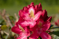 Rhododendron-Hybride „Junifeuer“