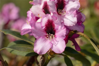 Rhododendron-Hybride „Pfauenauge®“