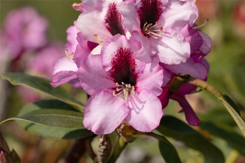  Rhododendron-Hybride „Pfauenauge®“
