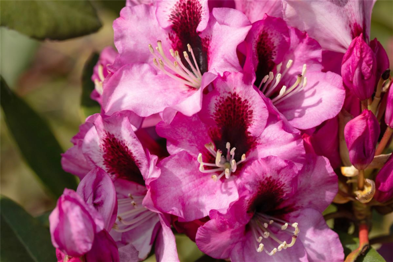  Rhododendron-Hybride „Pfauenauge®“