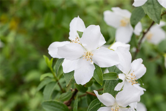  Gartenjasmin „Dame Blanche“