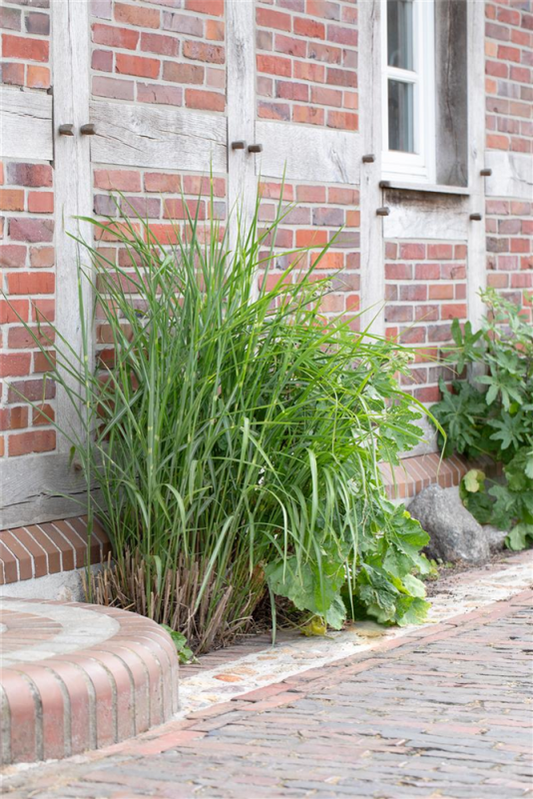  Garten-Chinaschilf „Little Zebra®“