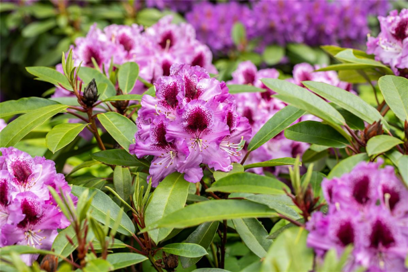  Rhododendron-Hybride „Pfauenauge®“