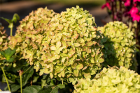  Rispenhortensie „Little Lime®“