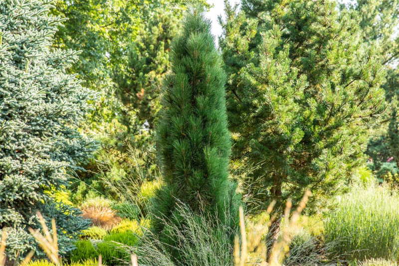  Schwarzkiefer „Green Tower“