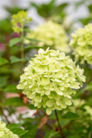  Rispenhortensie „Little Lime®“
