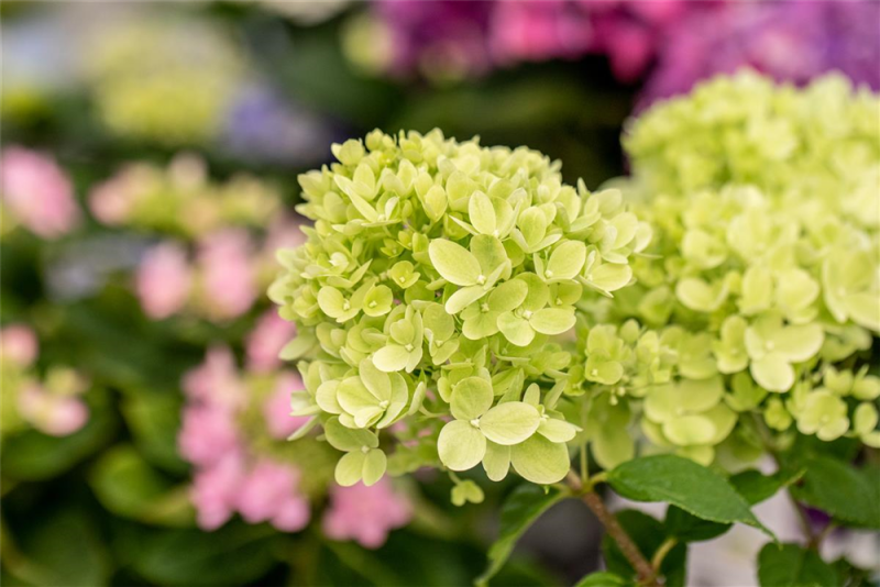  Rispenhortensie „Little Lime®“