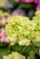  Rispenhortensie „Little Lime®“