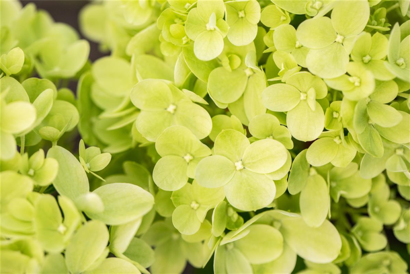  Rispenhortensie „Little Lime®“