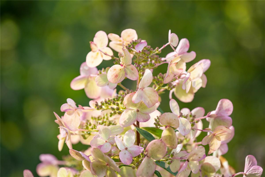  Rispenhortensie „Petite Star(s)“