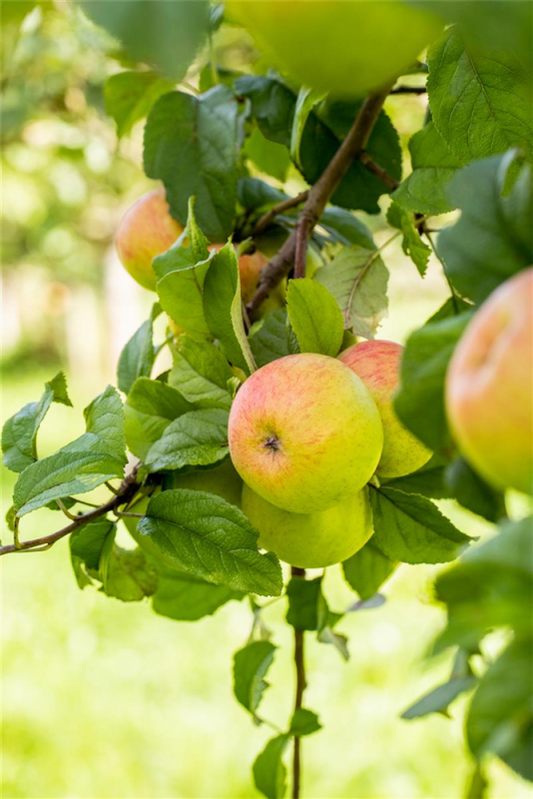  Apfel „Geheimrat Dr. Oldenburg“