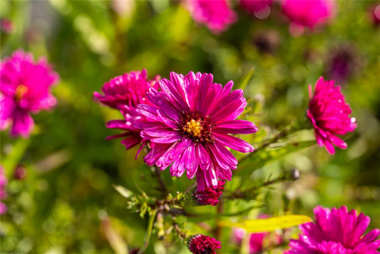  Garten-Glattblatt-Aster „Royal Ruby“