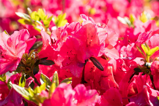  Japanische Azalee „Little Red“
