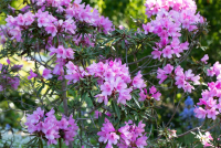  Pontischer Rhododendron „Graziella“