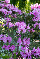  Pontischer Rhododendron „Graziella“