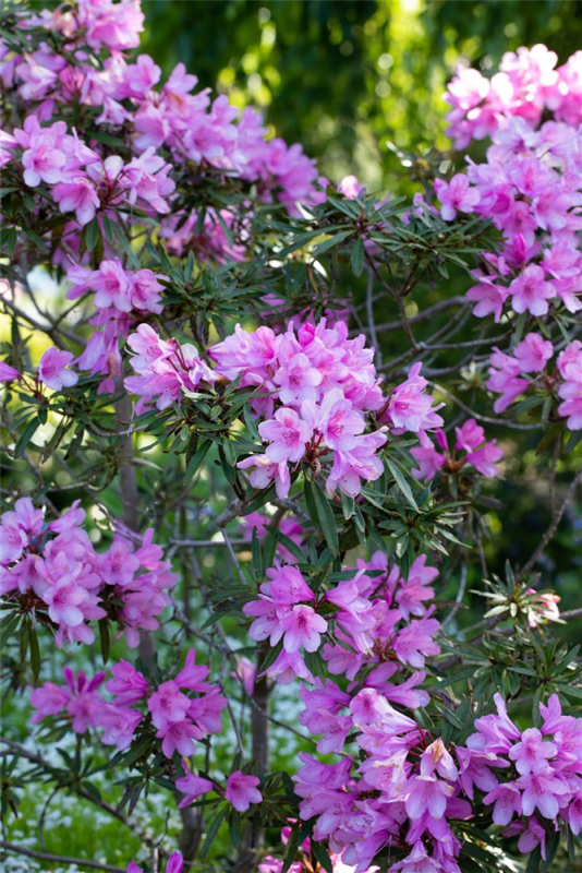  Pontischer Rhododendron „Graziella“