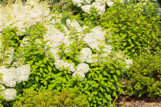  Rispenhortensie „Bobo®“