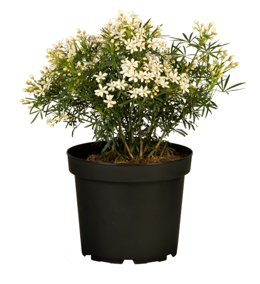 Orangenblume „White Dazzler“