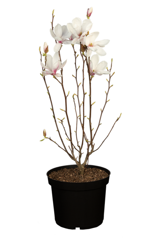  Tulpen-Magnolie