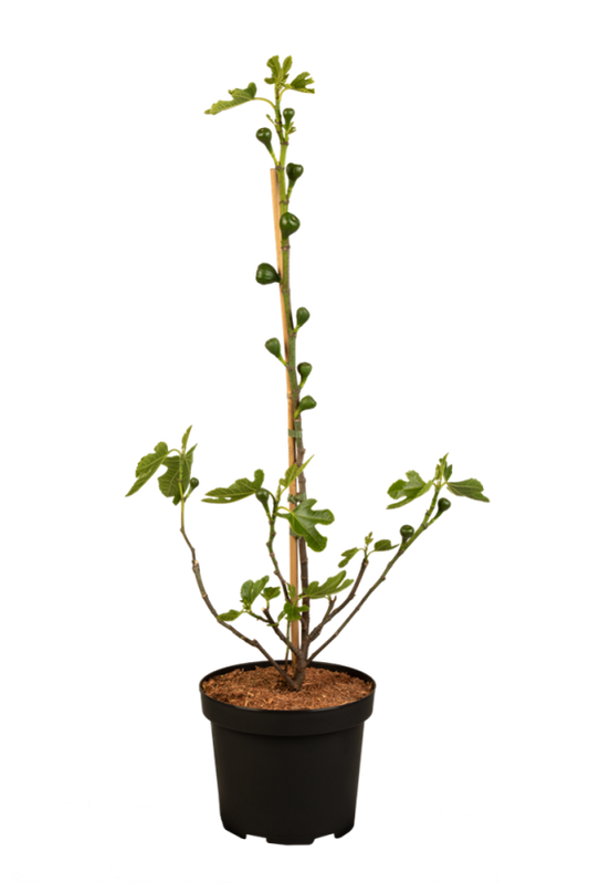  Feigenbaum „Firoma®“