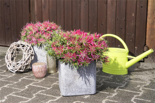  Japanische Azalee „Star Style® Pink“