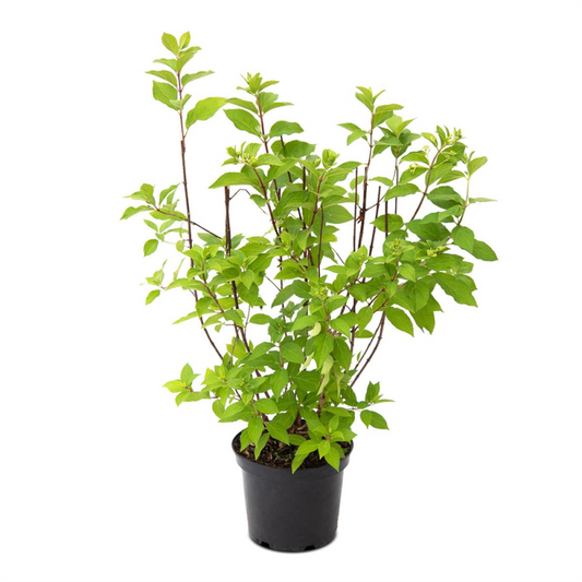  Rispenhortensie „Hercules“