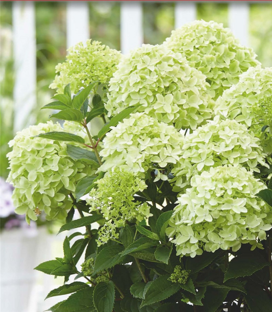  Rispenhortensie „Whitelight®“
