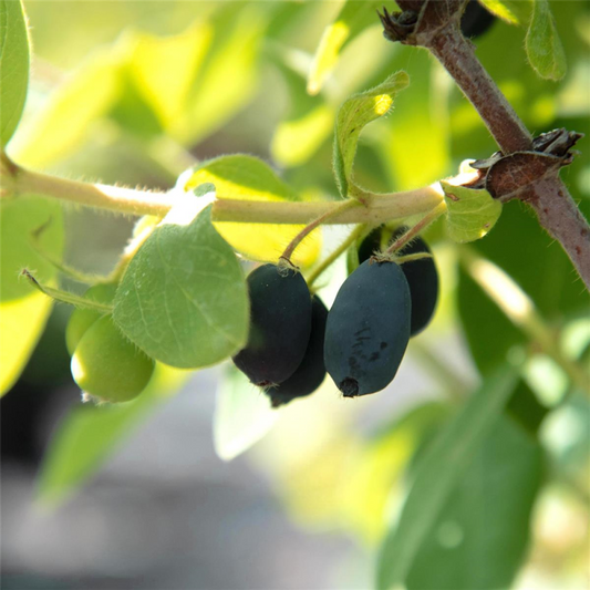  Blaue Heckenkirsche „Myberry Sweet“