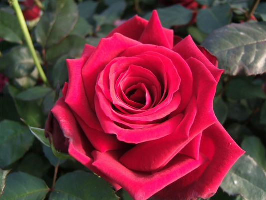  Edelrose „Duftzauber 84“