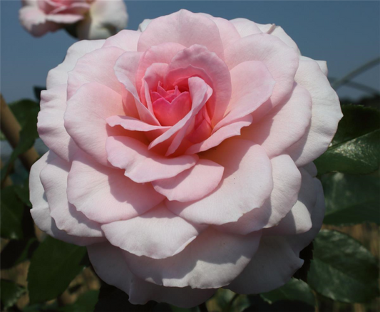  Strauchrose „Bremer Stadtmusikanten“