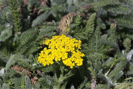  Garten-Teppich-Garbe „Aurea“