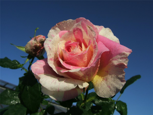  Edelrose „Claude Monet“