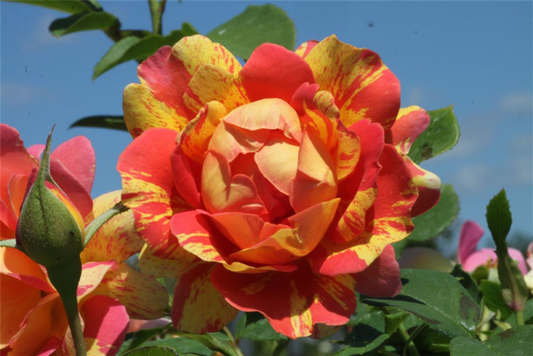  Strauchrose „Rose Des Cisterciens“