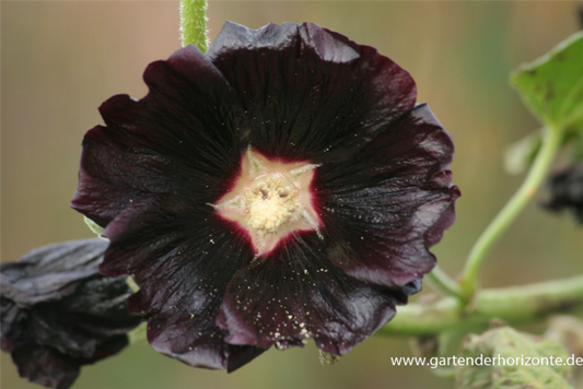  Garten-Stockrose „Nigra“