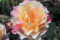  Edelrose „Maurice Utrillo“
