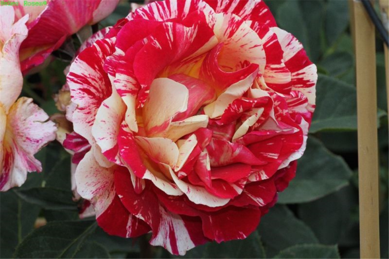  Edelrose „Maurice Utrillo“
