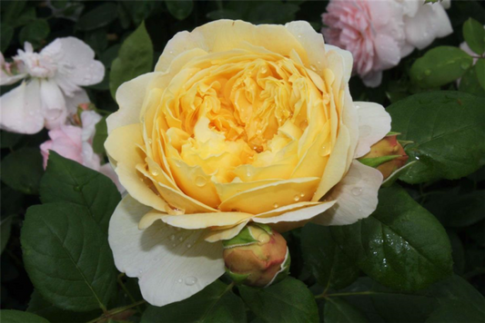  Strauchrose „Charles Darwin“