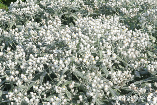  Garten-Perlkörbchen „Sommerschnee“