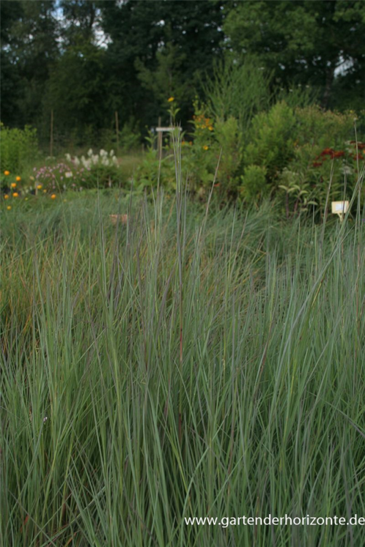  Blaugraues Garten-Präriegras „Prairie Blues“