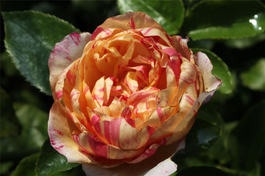  Kletterrose „Julie Andrieu“