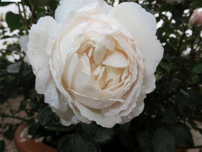  Englische Rose „Desdemona“