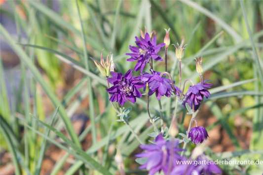  Garten-Akelei „Blue Barlow“