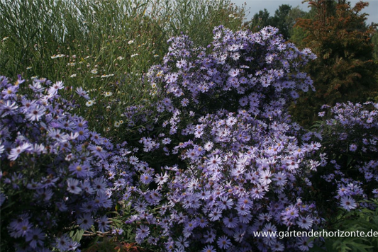  Garten-Schleier-Aster „Ideal“