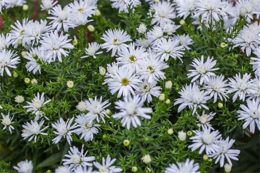  Garten-Kissen-Aster „Kristina“
