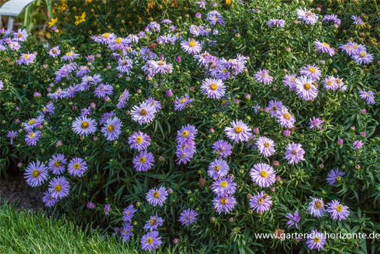  Garten-Kissen-Aster „Zwergenhimmel“