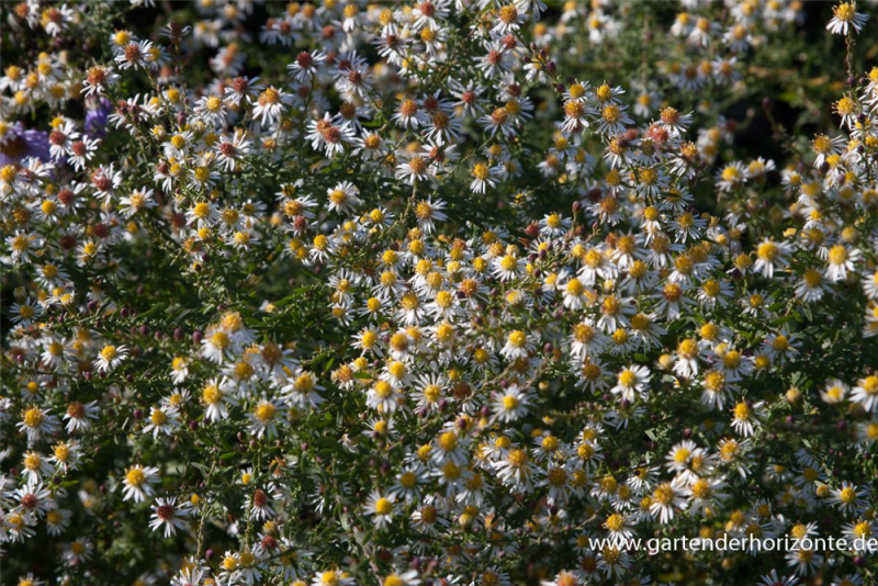  Garten-Myrten-Aster „Golden Spray“