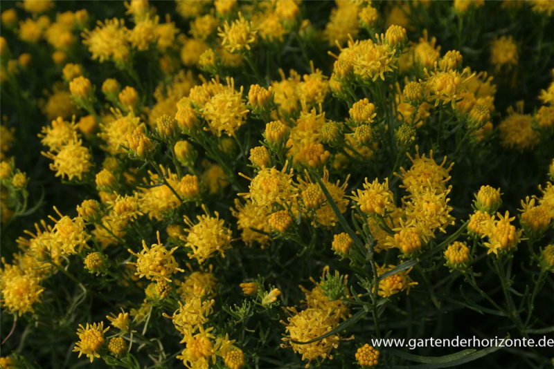  Goldhaar-Aster