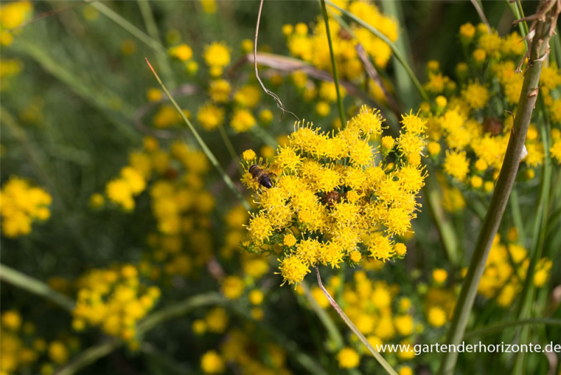  Goldhaar-Aster